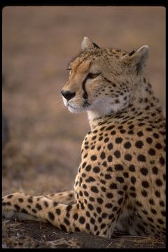 Image of cheetah