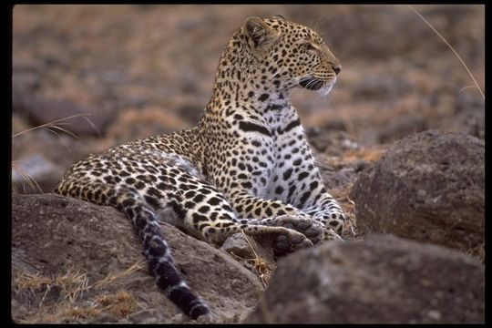 Image of Leopard