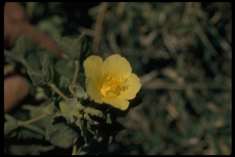 Image of mallow