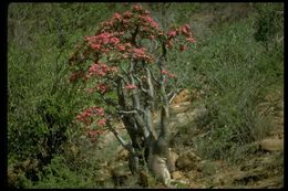 Image de Adenium obesum (Forsk.) Roem. & Schult.