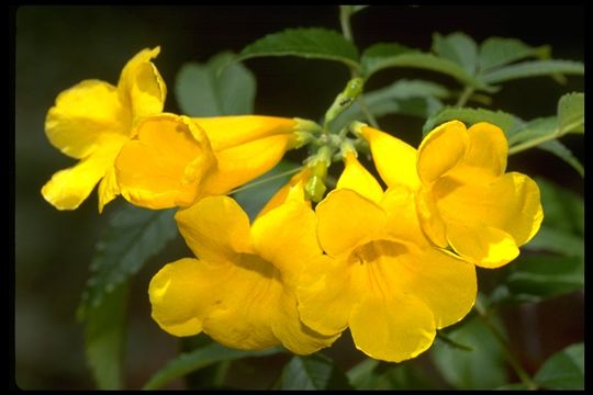 Image of Yellow bells