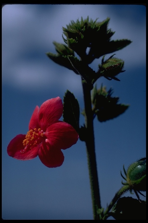 Imagem de Hibiscus aponeurus Sprague & Hutchinson