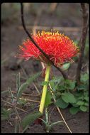 Image of Katherine Blood-lily