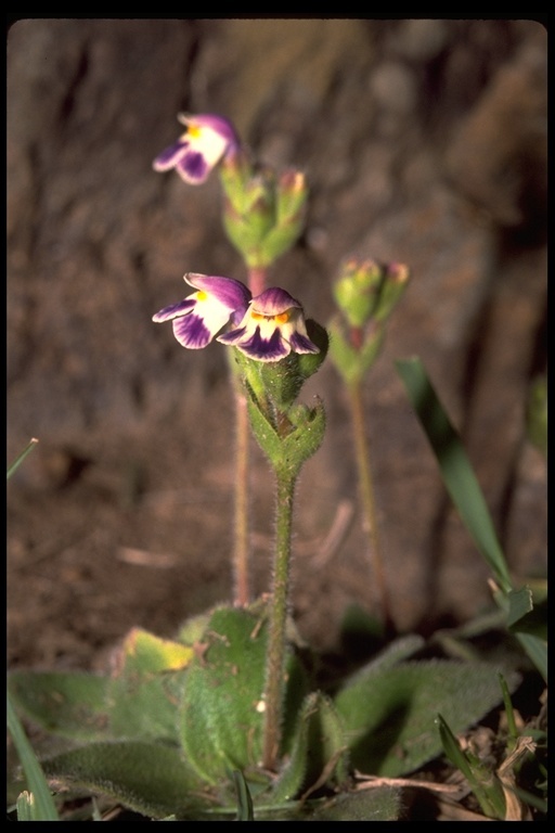 Image de Craterostigma pumilum Hochst.