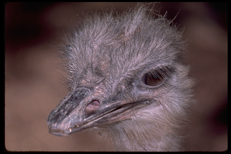 Image of Masai ostrich