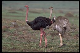 Image of Masai ostrich