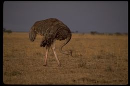 Image of Masai ostrich