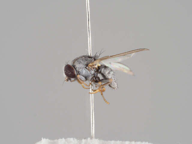 Image of Chamaemyiinae