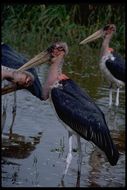 Image of Marabou Stork