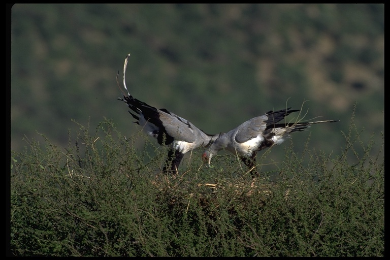 Image of Secretarybird