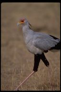 Image of Secretarybird