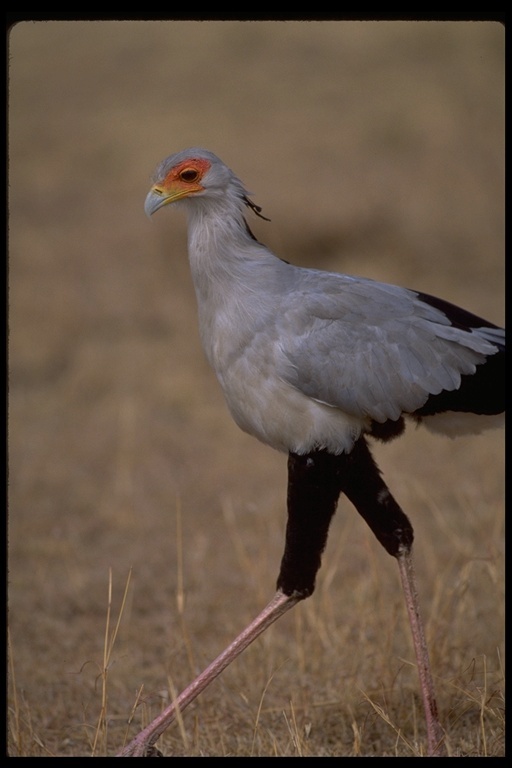 Image of Secretarybird