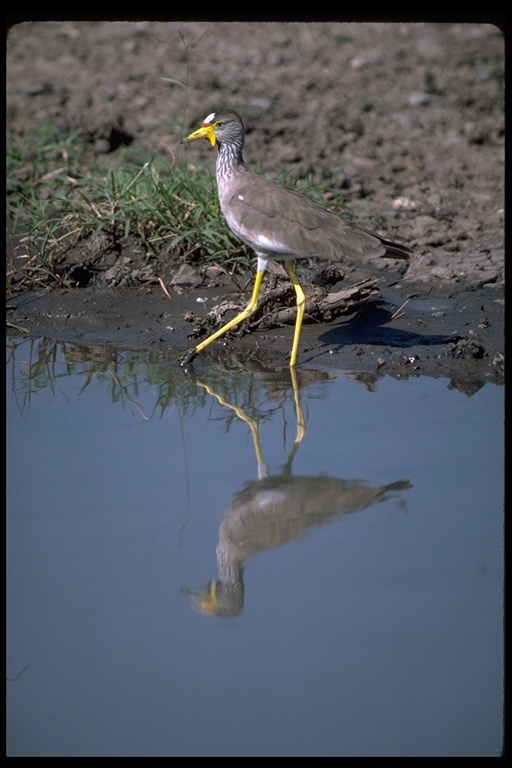 Image of African Wattled Lapwing