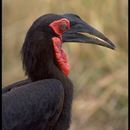 Bucorvidae resmi