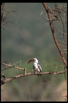 Image of Northern Red-billed Hornbill