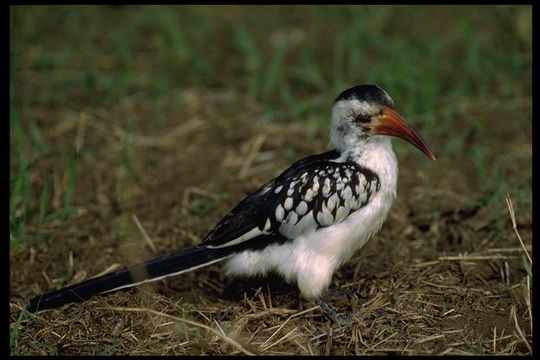 Image of Northern Red-billed Hornbill