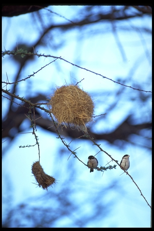 Image of Black-capped Social Weaver