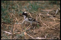 Image of White-browed Sparrow-Weaver