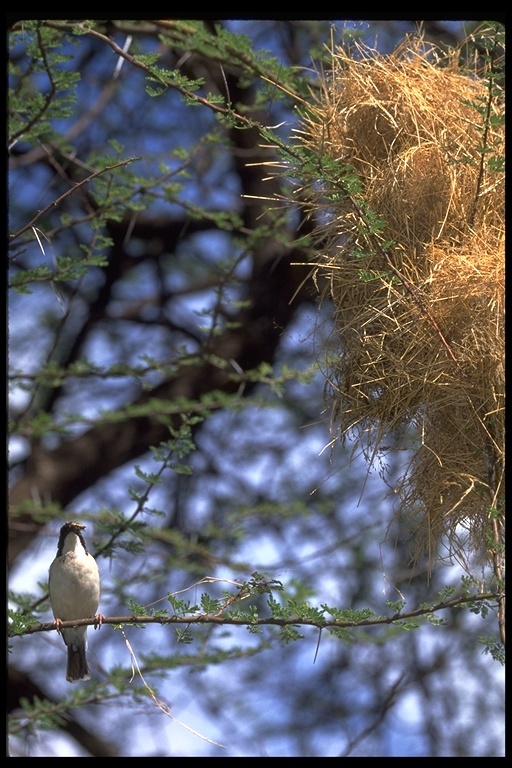 Image of White-browed Sparrow-Weaver