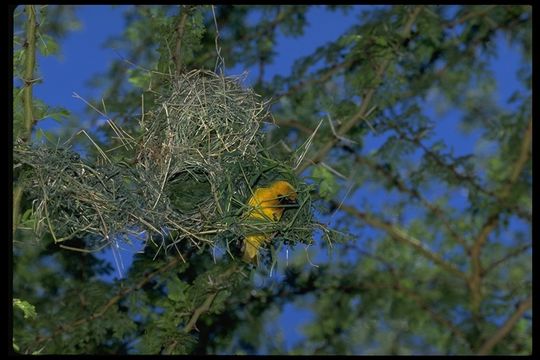 Image of Speke's Weaver