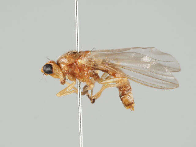 Image of Psilinae