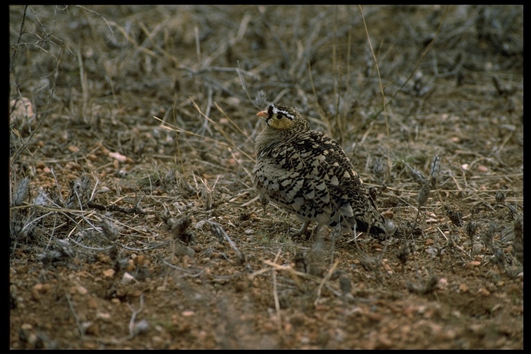 Image of Black-faced Sandgrouse