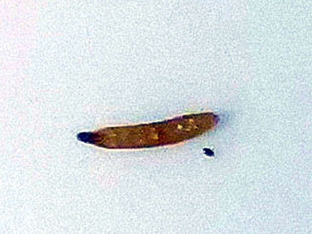 Image of Phyllodromia