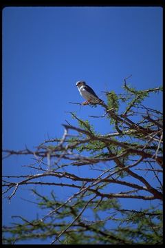 Image of African Pygmy-falcon