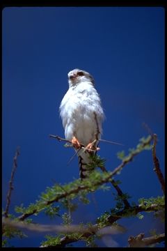 Image of African Pygmy-falcon