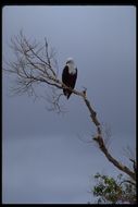 Image of African Fish Eagle