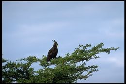 Image of Long-crested Eagle