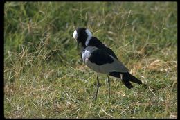 Image of Blacksmith Lapwing