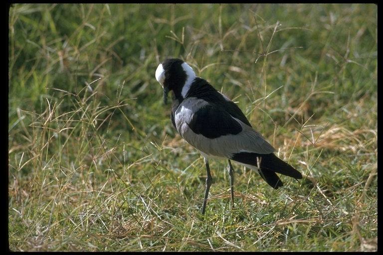 Image of Blacksmith Lapwing