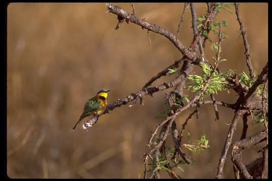 Image of Little Bee-eater