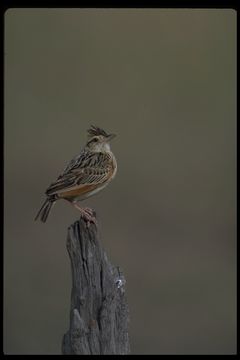 Image of Rufous-naped Lark