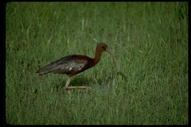 Plancia ëd Plegadis falcinellus (Linnaeus 1766)