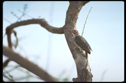 Image of Golden-tailed Woodpecker