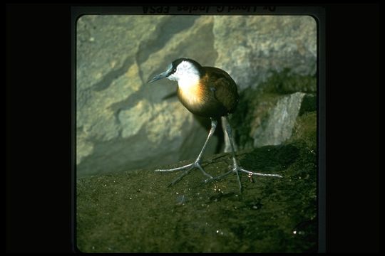 Image of African Jacana