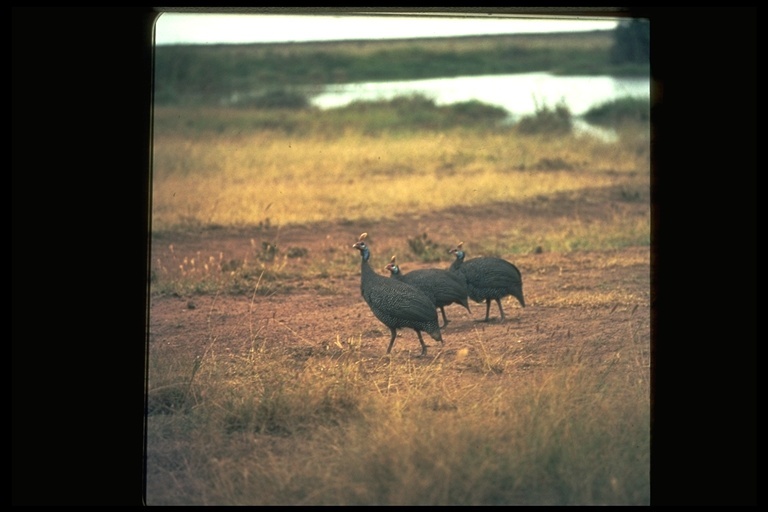 Image of Helmeted Guineafowl