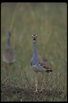 Image of White-bellied Bustard