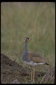 Imagem de Eupodotis senegalensis (Vieillot 1821)