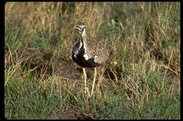 Image of Black-bellied Bustard