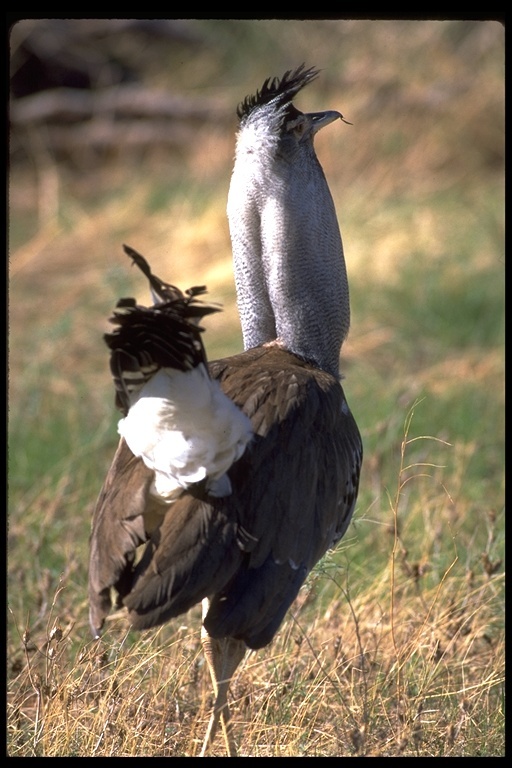 Image of Kori Bustard