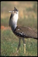 Image of Kori Bustard