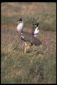 Image of Kori Bustard