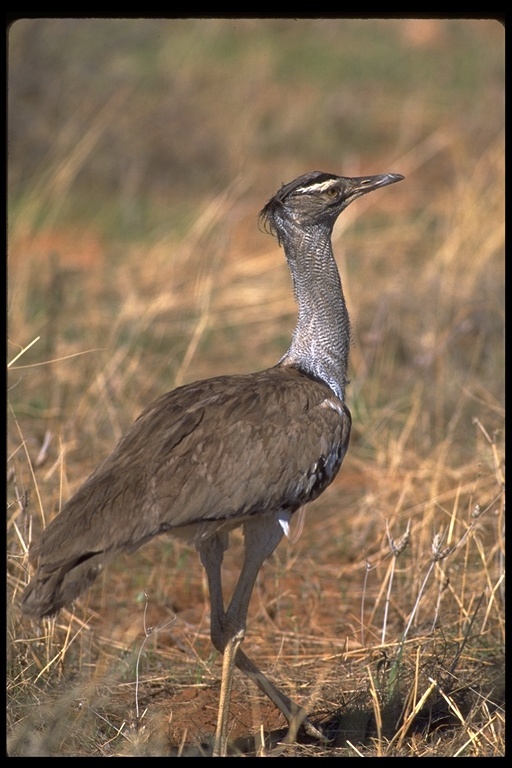 Image of Kori Bustard