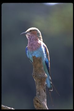 Image of Lilac-breasted Roller