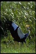 Image of Grey Crowned Crane