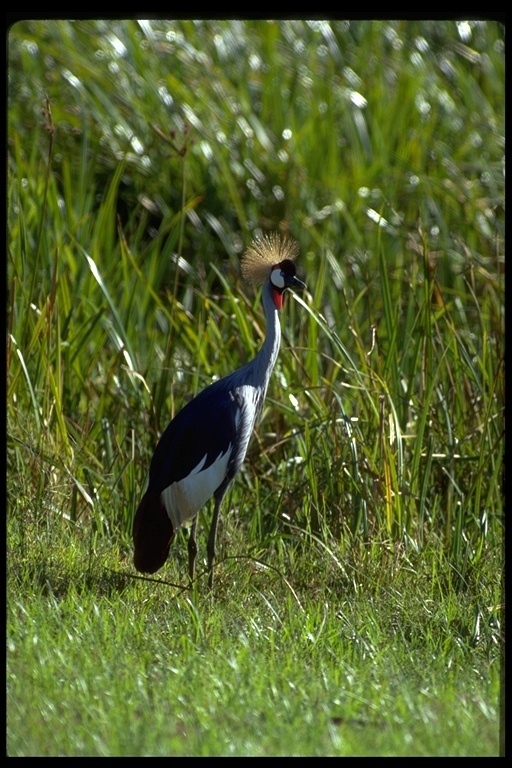 Image of Grey Crowned Crane