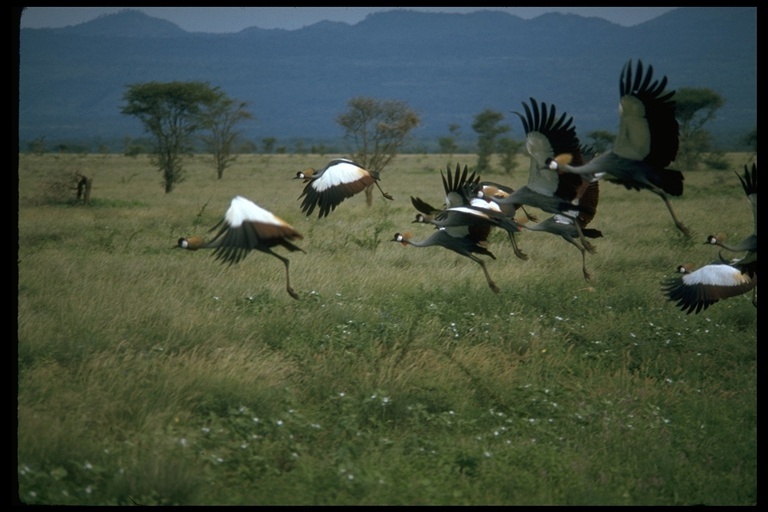 Image of Grey Crowned Crane